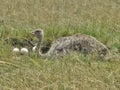 Ostrich male is guardin his nest