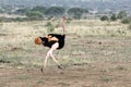 Ostrich Male Running Royalty Free Stock Photo