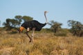 Ostrich male (Struthio camelus) Royalty Free Stock Photo