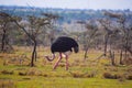 Ostrich, Male, Struthio camelus, Flightless bird, Kenya