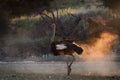 Ostrich male, Struthio camelus,walking in dry savanna. Dust backlighted by last rays of setting sun create nice african wildlife