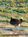 Ostrich Male tall long neck non flight bird