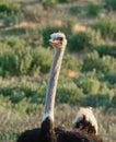 Ostrich Male tall long neck non flight bird