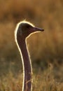 Ostrich in the Masai Mara grassland during sunrise Royalty Free Stock Photo