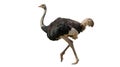 Ostrich in Motion on White Background Royalty Free Stock Photo