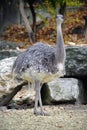 Ostrich Nandu 3 Royalty Free Stock Photo