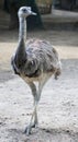 Ostrich Nandu 4 Royalty Free Stock Photo