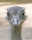 Ostrich Nandu 6 Royalty Free Stock Photo