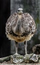 Ostrich nandu 11 Royalty Free Stock Photo