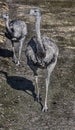 Ostrich nandu on the lawn 2 Royalty Free Stock Photo