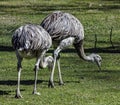 Ostrich nandu on the lawn 3 Royalty Free Stock Photo