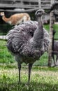 Ostrich nandu on the lawn 4 Royalty Free Stock Photo