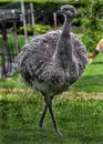 Ostrich nandu on the lawn 6 Royalty Free Stock Photo