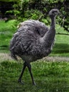 Ostrich nandu on the lawn 7 Royalty Free Stock Photo
