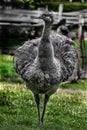 Ostrich nandu on the lawn 5 Royalty Free Stock Photo