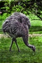 Ostrich nandu on the lawn 8 Royalty Free Stock Photo