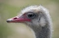 Ostrich nandu`s head 1 Royalty Free Stock Photo