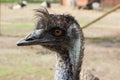 Ostrich Nandu - South America Royalty Free Stock Photo