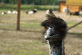 Ostrich Nandu - South America Royalty Free Stock Photo