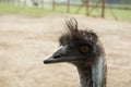 Ostrich Nandu - South America Royalty Free Stock Photo