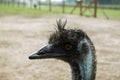 Ostrich Nandu - South America Royalty Free Stock Photo