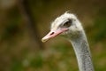 Ostrich Royalty Free Stock Photo