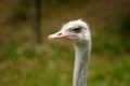 Ostrich Royalty Free Stock Photo