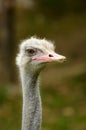 Ostrich Royalty Free Stock Photo