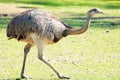 Ostrich in nature. Struthio camelus