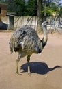 Ostrich neck beak plumage eyelashes