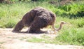 Ostrich on the nest in the Klein Karoo, South Africa