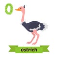 Ostrich. O letter. Cute children animal alphabet in vector. Funny cartoon animals Royalty Free Stock Photo