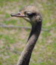 The Ostrich is one or two species of large flightless birds Royalty Free Stock Photo