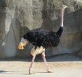 The Ostrich is one or two species of large flightless birds native to Africa, Royalty Free Stock Photo