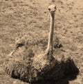 The Ostrich is one or two species of large flightless birds Royalty Free Stock Photo