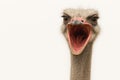 Ostrich with an open beak, surprise and emotions. Space for text. Royalty Free Stock Photo