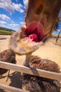 Ostrich open mouth Royalty Free Stock Photo