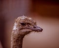 Ostrich ostrich head big eyes funny kind animals