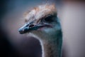 Ostrich ostrich head big eyes funny kind animals