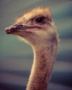 Ostrich ostrich head big eyes funny kind animals