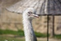 Ostrich Royalty Free Stock Photo