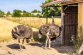 Ostrich in outdoor enclosure in a sunny farm Royalty Free Stock Photo