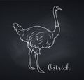 Ostrich outline icon, chalkboard style