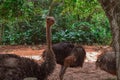 Ostrich in park Hainan China