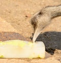 Ostrich pecking a block of ice Royalty Free Stock Photo