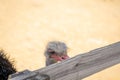 Ostrich pecking fence Royalty Free Stock Photo