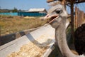 Ostrich pecking grain