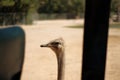 An ostrich pokes his head next to a car.