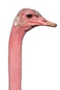 Ostrich portrait