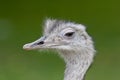 Ostrich portrait Royalty Free Stock Photo